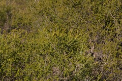 Melaleuca cardiophylla