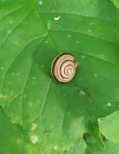 Karaftohelix middendorffi · iNaturalist