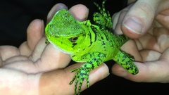 Enyalioides laticeps