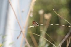 Coenonympha pamphilus