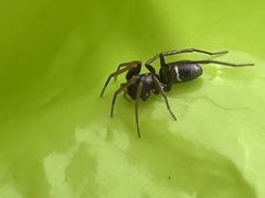 Castianeira cingulata