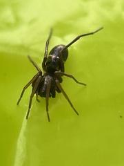 Castianeira cingulata