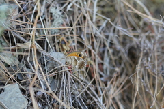 Pyronia cecilia
