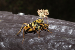 Chlorophorus quinquefasciatus
