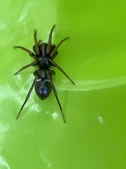 Castianeira cingulata