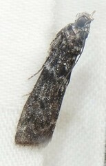 Ortholepis
