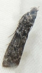 Ortholepis