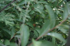 Prunus humilis