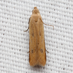 Mesophleps adustipennis