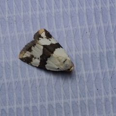 Maliattha quadripartita