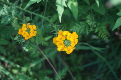 Erysimum amurense