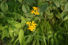 Erysimum amurense