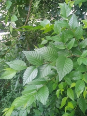 Ulmus pumila