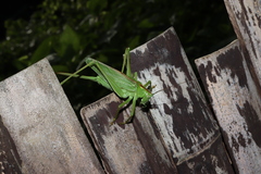 Tettigonia orientalis