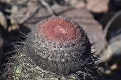 Melocactus peruvianus