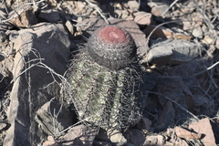 Melocactus peruvianus