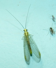 Chrysopa coloradensis