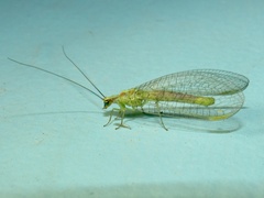 Chrysopa coloradensis