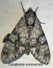 Ceratomia sonorensis