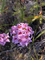Sonderothamnus speciosus