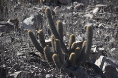 Haageocereus pseudomelanostele