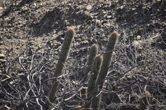 Haageocereus acranthus