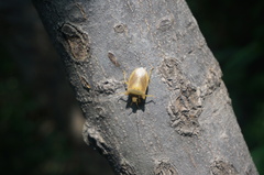 Lelia decempunctata