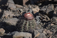 Melocactus peruvianus