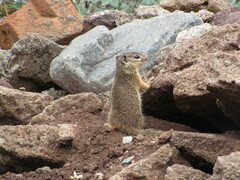 Notocitellus adocetus