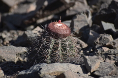 Melocactus peruvianus