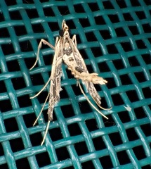 Lineodes multisignalis