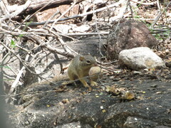 Notocitellus adocetus