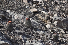 Melocactus peruvianus