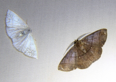 Parilexia cermala
