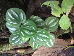 Piperales