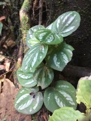 Piperales