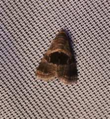 Tripudia rectangula
