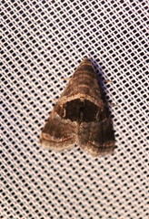 Tripudia rectangula