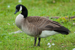 Branta canadensis