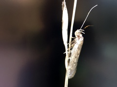 Bryotropha galbanella