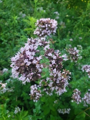 Origanum vulgare