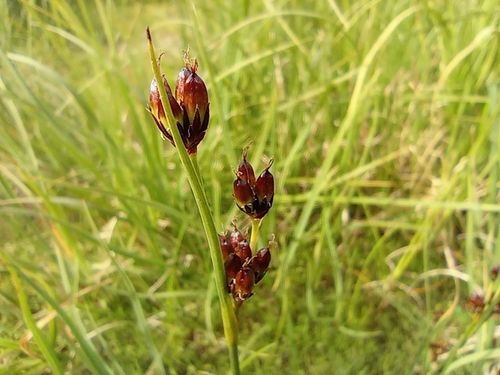 Juncus castaneus Sm.