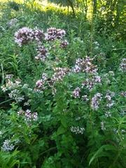 Origanum vulgare