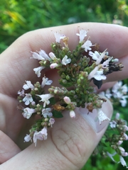 Origanum vulgare