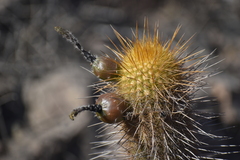 Haageocereus pseudomelanostele