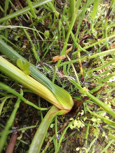 Image of Juncus castaneus by no rights reserved
