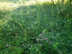 Origanum vulgare