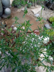 Satureja hortensis