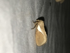 Prolimacodes trigona