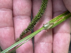 Carex agastachys